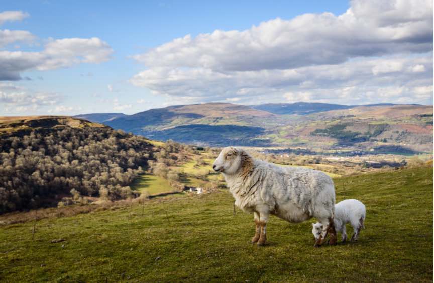 Hybu Cig Cymru