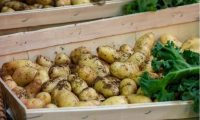 potato exports
